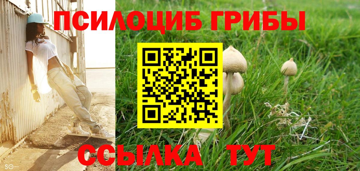 Псилоцибиновые грибы Psilocybine cubensis Шебекино